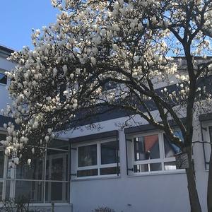 Magnolienbaum vor der Turnhalle